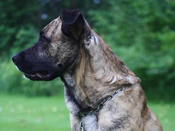 Blandras: Cane corso, Belgisk vallhund – malinois · Hyltebruk · Emilijohansson .