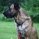 Blandras: Cane corso, Belgisk vallhund – malinois