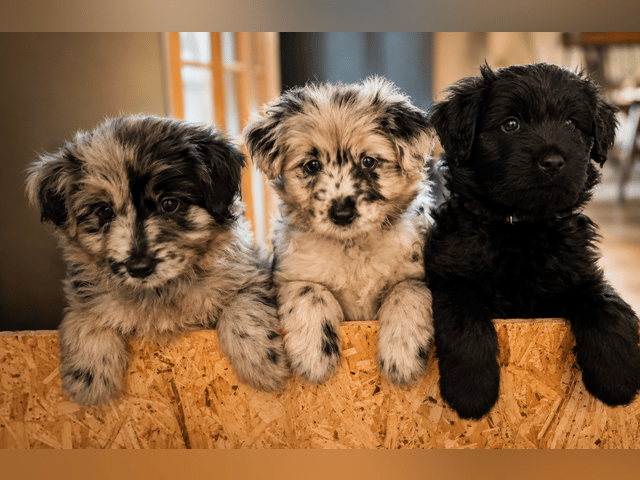 Kennel Dirgis