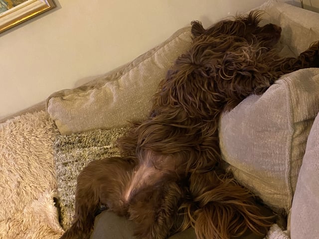 Portugisisk vandhund