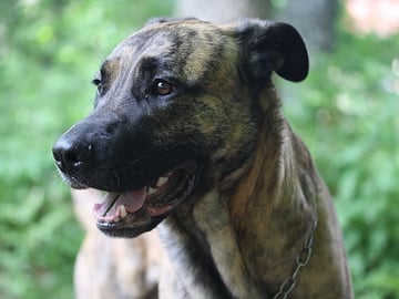 Blandras: Cane corso, Belgisk vallhund – malinois · Hyltebruk · Emilijohansson .