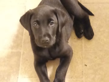 Mitzys retrivers