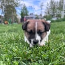 Jack russell terrier