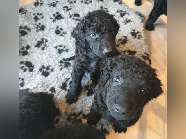 Ing-Maris kennel