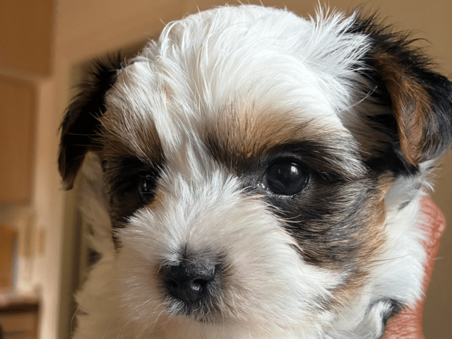 Biewer terrier