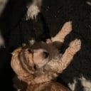 Pudel, toy
