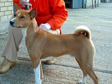 Basenji