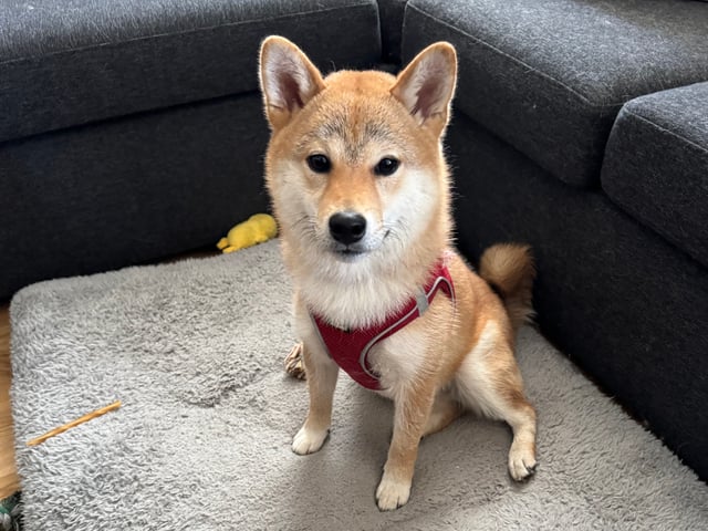 Shiba
