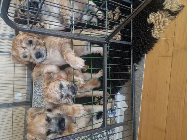 Irsk softcoated wheaten terrier
