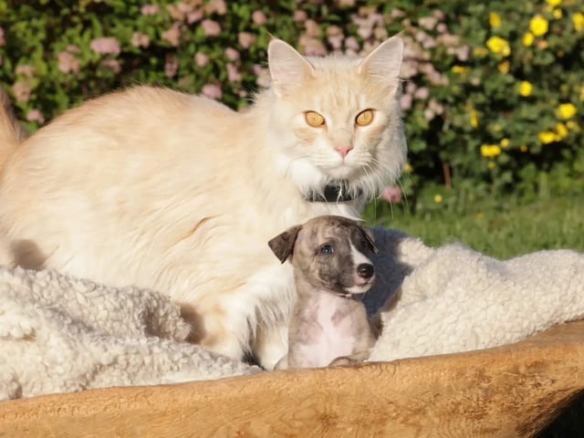 Whippet