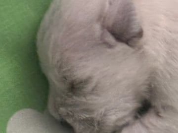 Vit dvärgschnauzer · Svedala · Tabus Dream