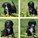 Portugisisk vandhund