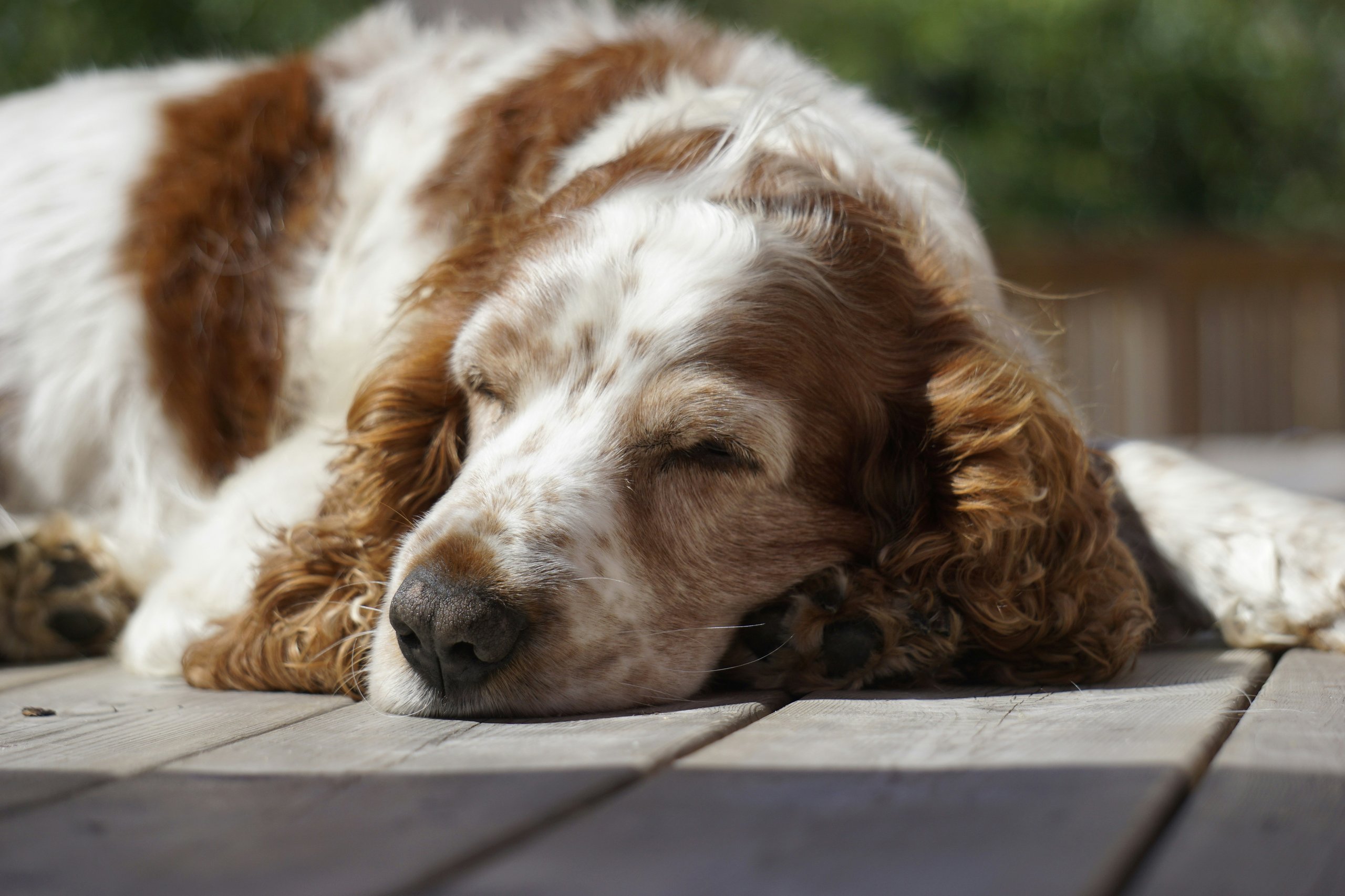 dog sleeping