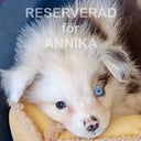 Miniature American Shepherd
