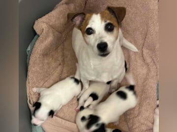 Limelight Kennels