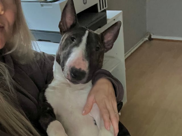 Miniature Bull Terrier