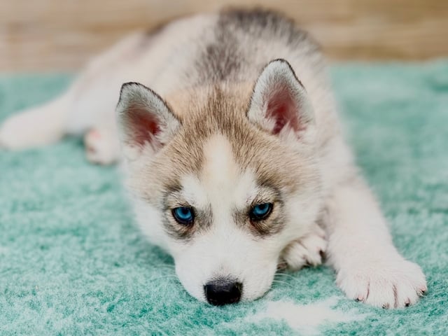 Siberian husky