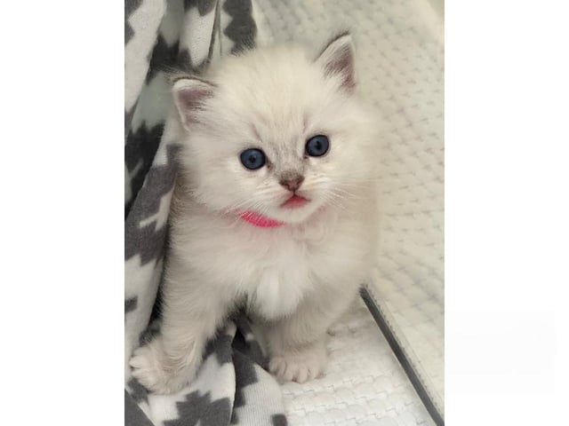 Ragdoll