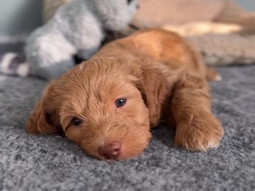 101 Labradoodles