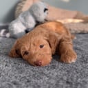 Labradoodle