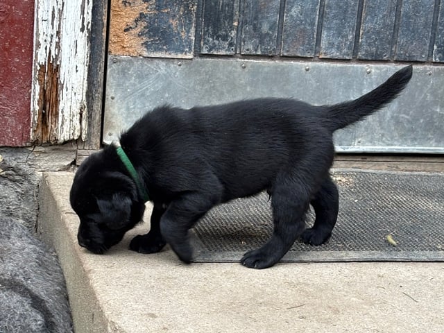 Labrador retriever · Lövestad · Sheep Trix