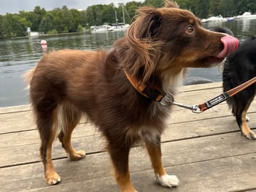 Miniature American Shepherd · Hägersten · Gabriel L.