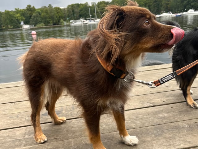 Miniature American Shepherd
