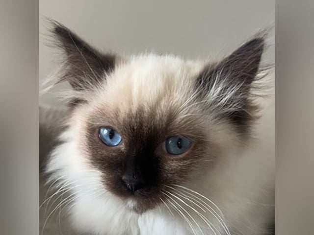 Ragdoll kattunge med Sverak stamtavla