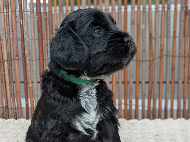 Cockerpoo