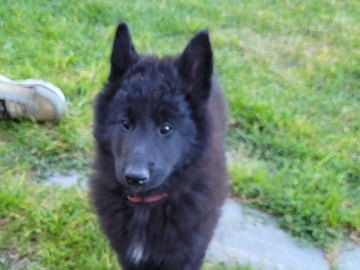 Belgisk hyrdehund – Groenendael · Kløfta · Champs du Trêfle