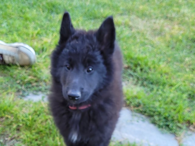 Belgisk hyrdehund – Groenendael