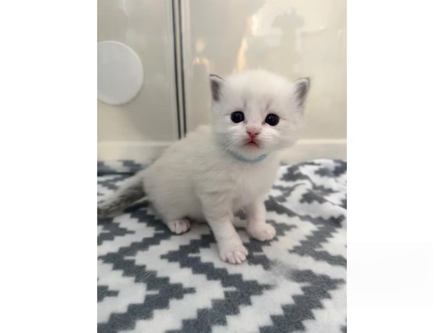 Ragdoll