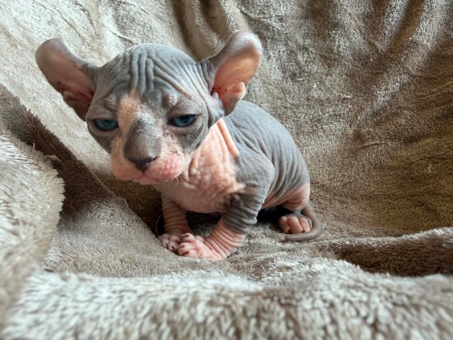 Sphynx