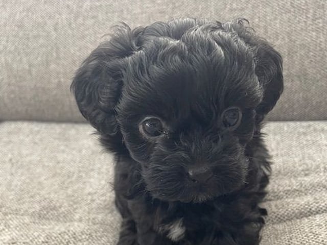 Yorkiepoo valpar toypudel yorkshireterrier · Näsviken · Lustbacka