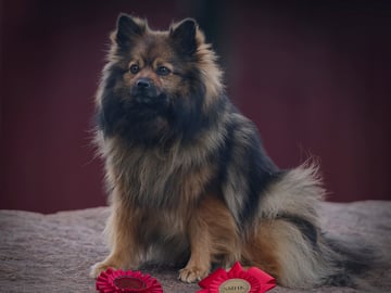 German Spitz – Mittelspitz · Luleå · Dålakungens kennel