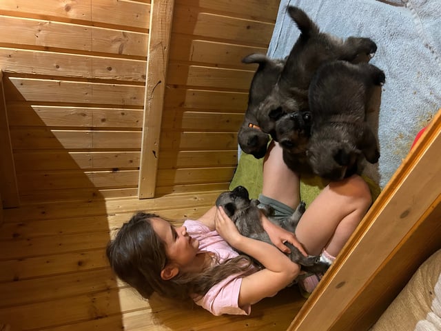 Norwegian Elkhound (Grey)