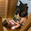 Norsk elghund grå