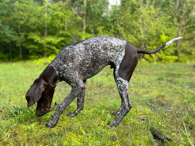 Vorstehhund