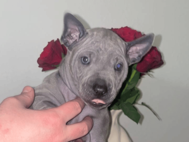Thai ridgeback dog
