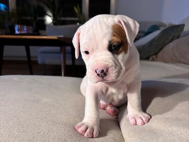American staffordshire terrier