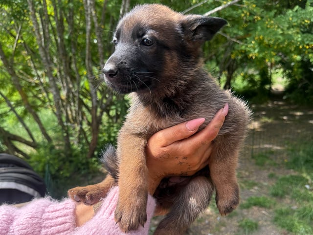 Belgisk hyrdehund – malinois