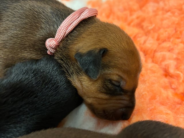 Hvalp: Rosa Tik (Röd)