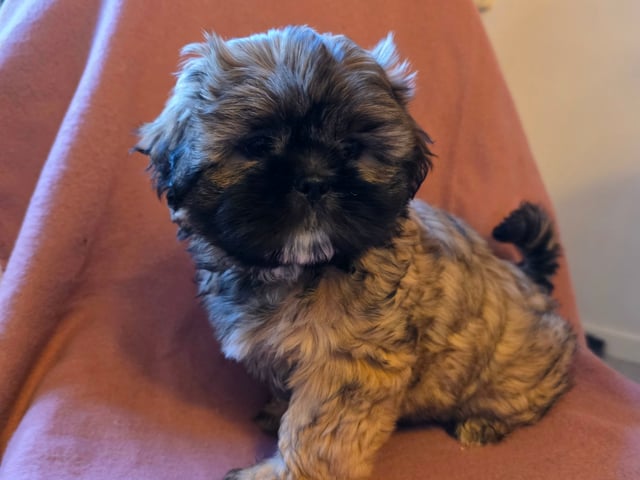 Shitzu/lhasa · Nykroppa · Karin A.