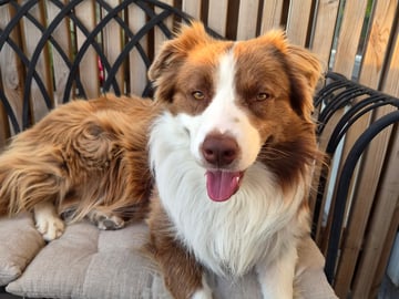Border Collie · Limhamn · Ruckeltofta Gård