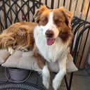 Border collie
