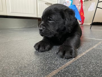 Labrador retriever · Svorkmo · Lyonette
