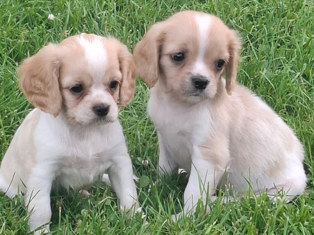 Cavapoo