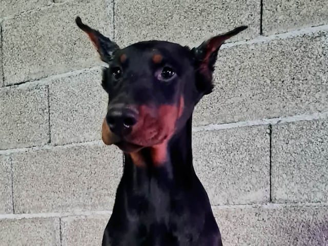 Dobermann
