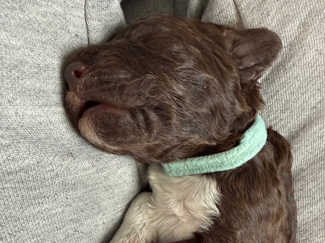Lagotto romagnolo
