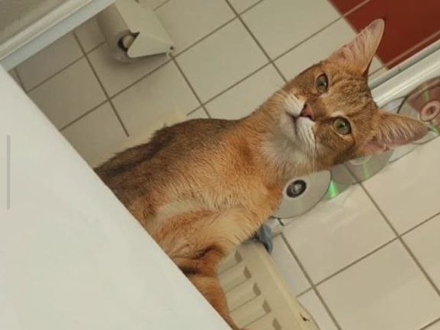 Exotic Shorthair